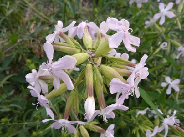 姐姐家门口一片杂草，人称“肥皂草”，可洗衣服、当药材，价值高