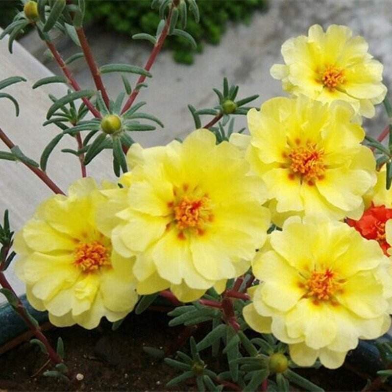 扦插的落地生根多少天可以生根,扦插新手