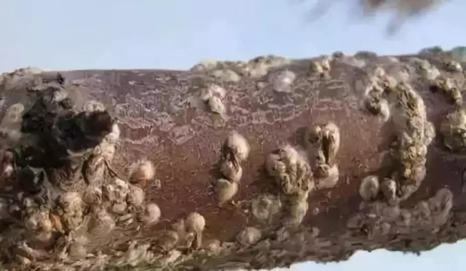果树蚧壳虫防治技巧,果树顽固蚧壳虫