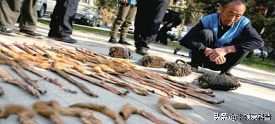 38只黄鼠狼被猎杀案件,捕杀黄鼠狼是什么样的后果
