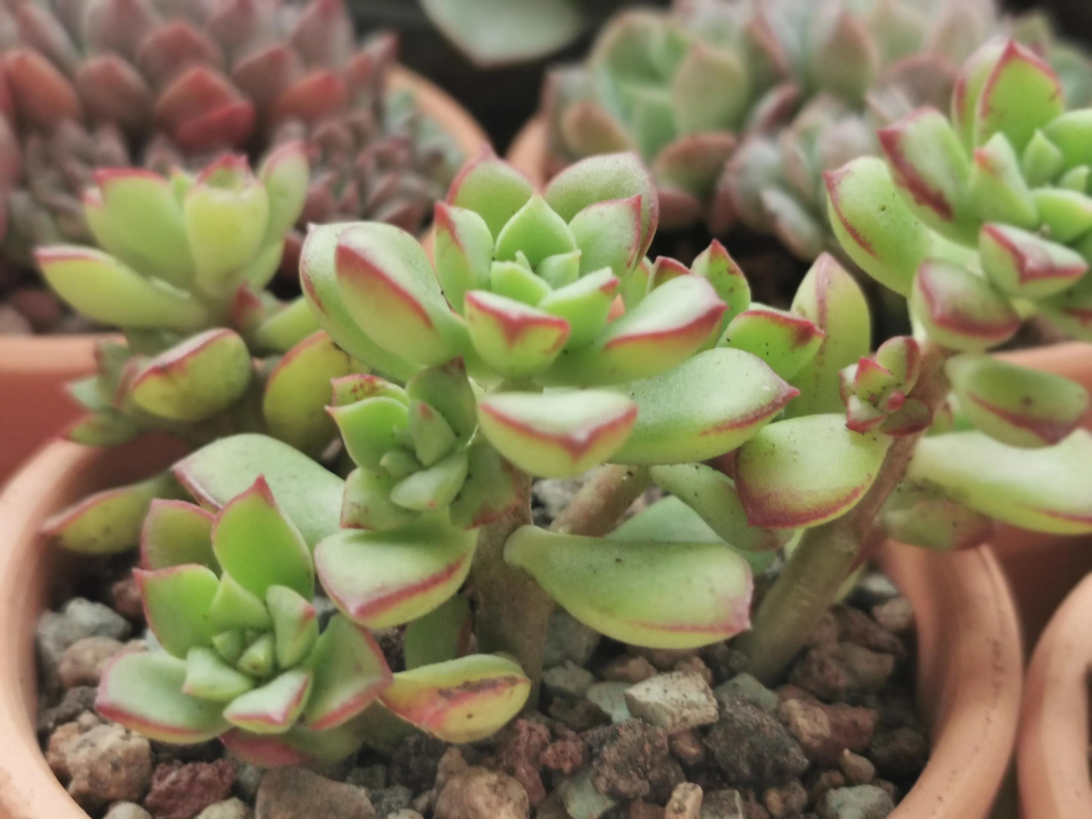 多肉品种大全大集合,多肉35元一盆图片