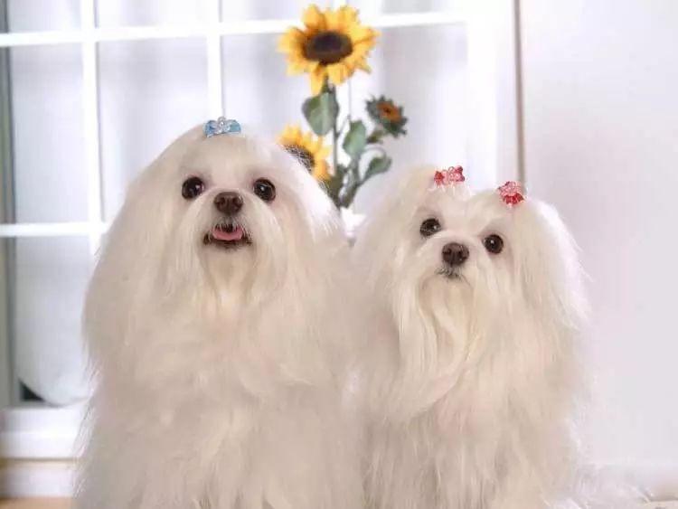 狗狗品种的分类你都了解吗,狗狗哪个品种当宠物狗更好