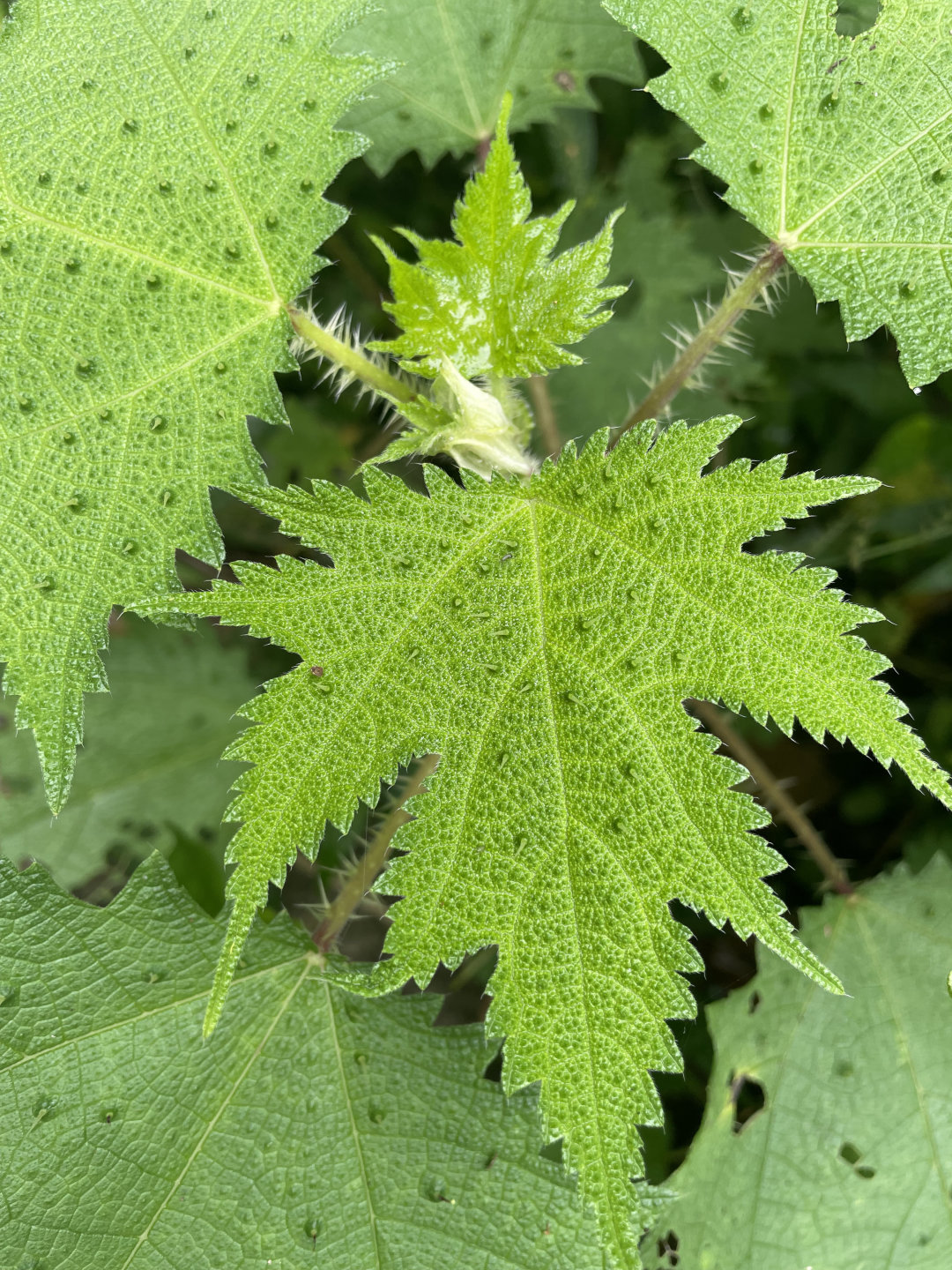 摸了核桃树的叶子手指非常刺疼,摸到火麻会怎么样