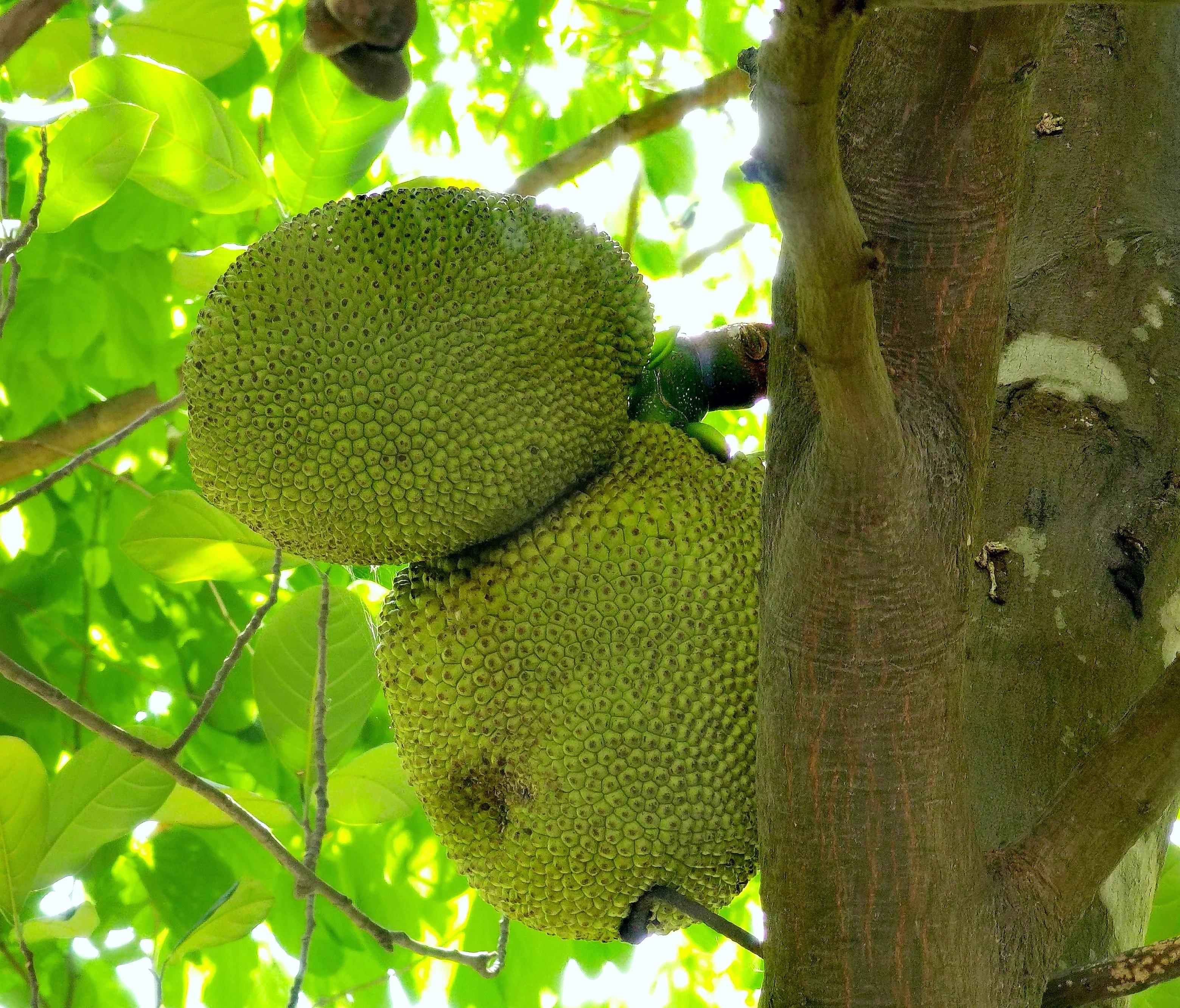 小区“花果山”的世界上最重的水果成熟了，种子更好吃