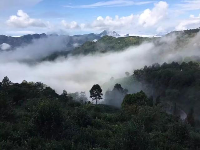 易武茶叶真假怎么分辨,易武茶饼真假鉴别方法