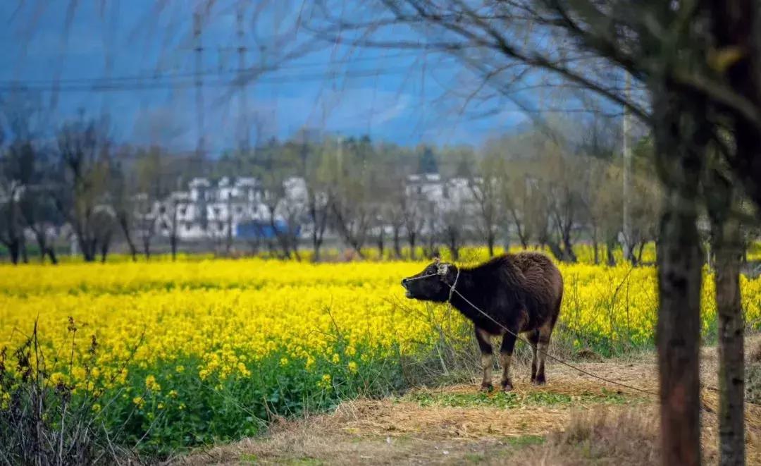 景美人少的古村,景美人少的神仙秘境