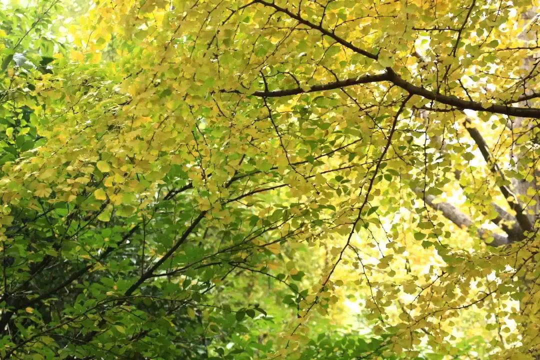 身份证410、411、412开头的,去了郑州就等于去了全世界