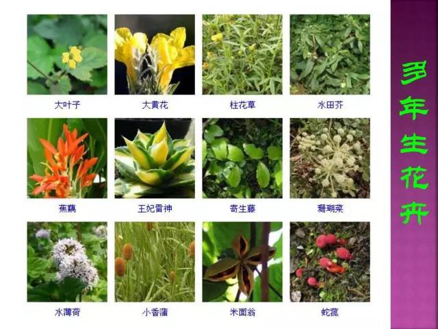 花卉大全500种观叶植物名称,1332种常见花卉植物图谱