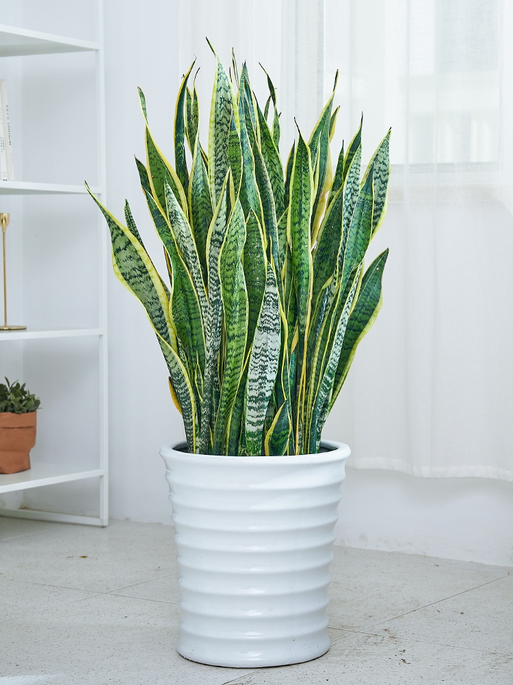 18大“健康花”，吸收有害气体，滞尘，释放氧气，还能治愈人心