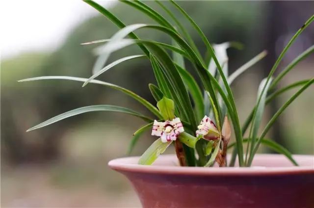 兰花生病怎么治最有效果,兰花病害怎么治愈