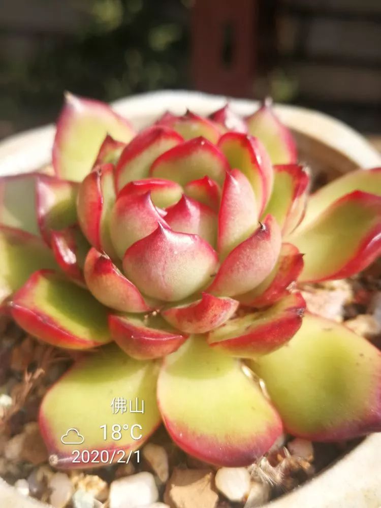 一杯清茶一道暖阳,一杯清茶温暖的时光