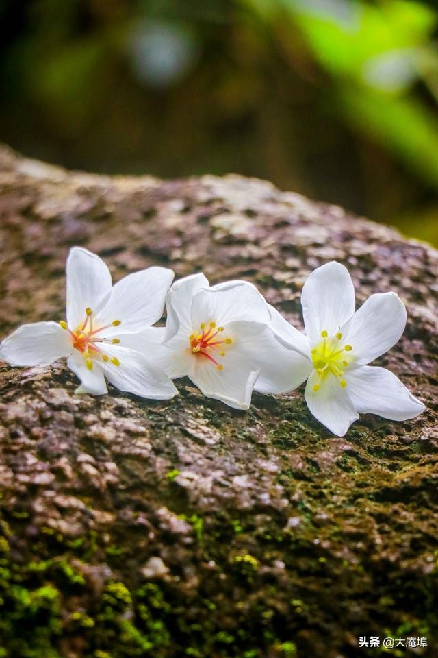 潮汕赏花一日游最佳去处,潮汕五一小众旅游推荐