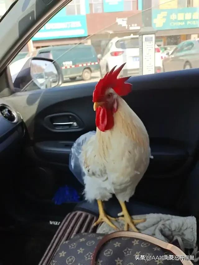 江西中考作文没写鸡怎么办,江西中考语文作文题一只鸡