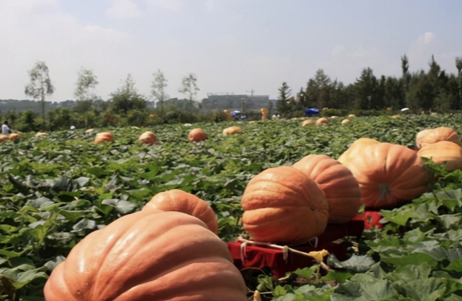 露地种植贝贝南瓜技术与田园管理,如何种出高产南瓜