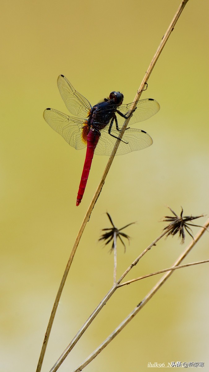 说说我用过的那些相机和镜头（3）：尼康篇