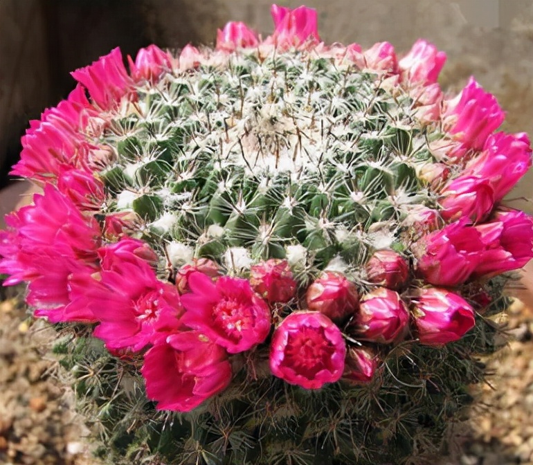 仙人球开花后保持时间长的方法,如何让仙人球开花更多一点