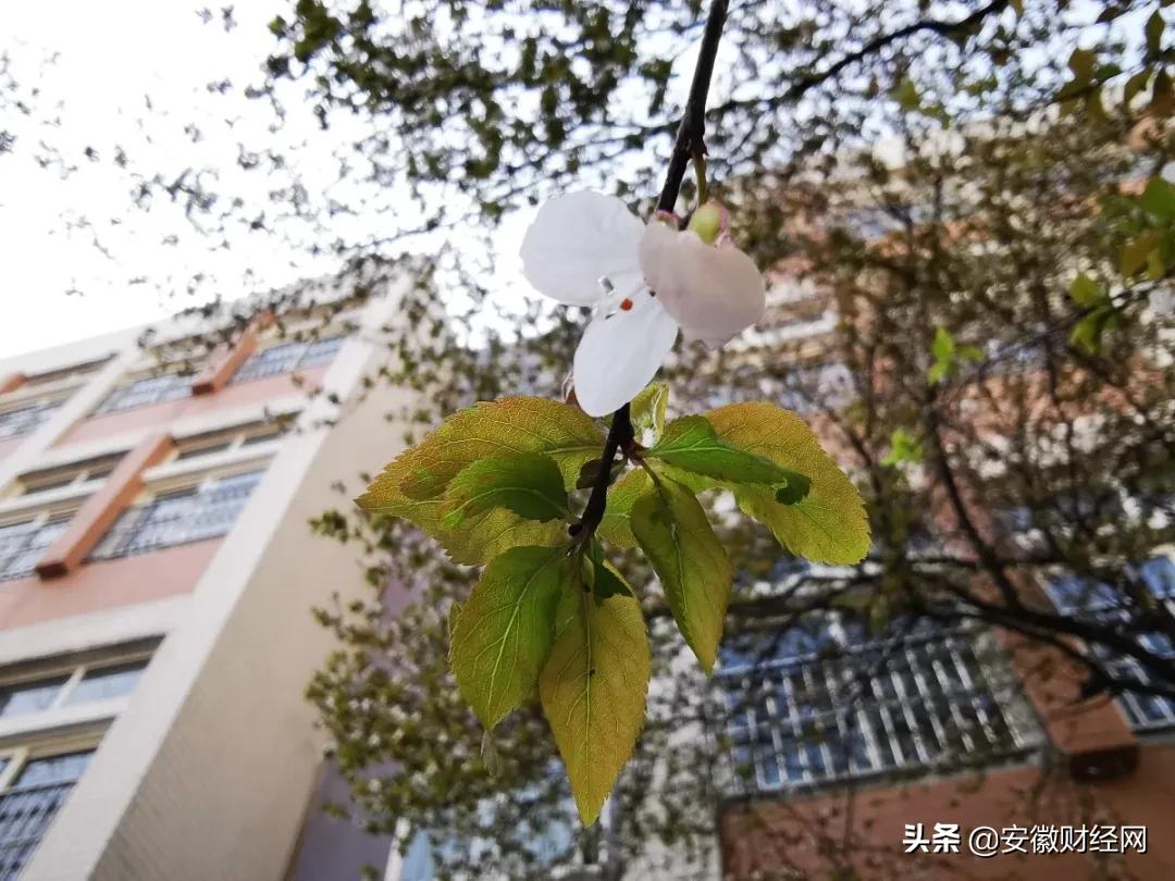 花都开好了现场完整版,花都开好了合唱合拍