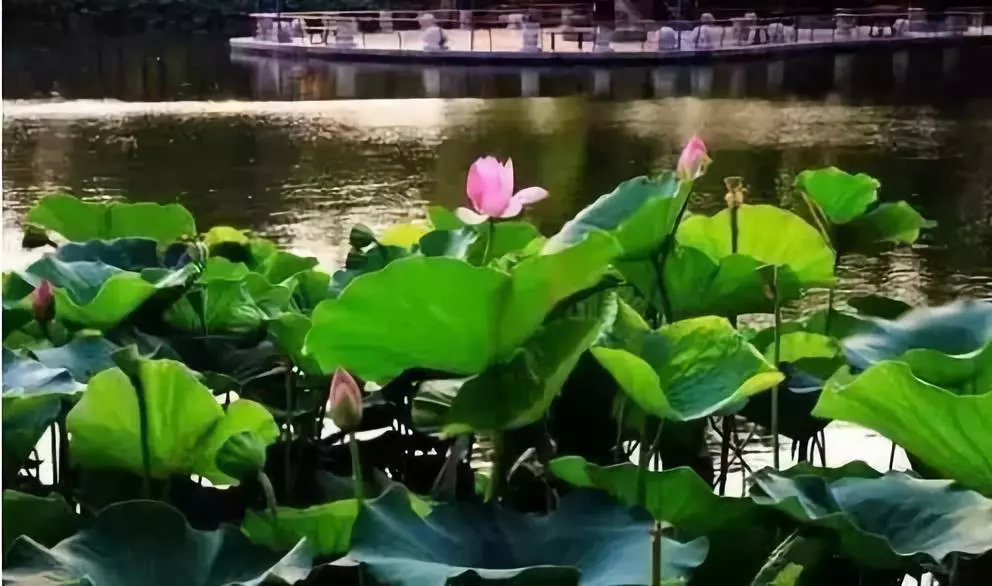 【FENG向】丰台花乡:匠人匠心,八百年打造京城里的″花花世界″