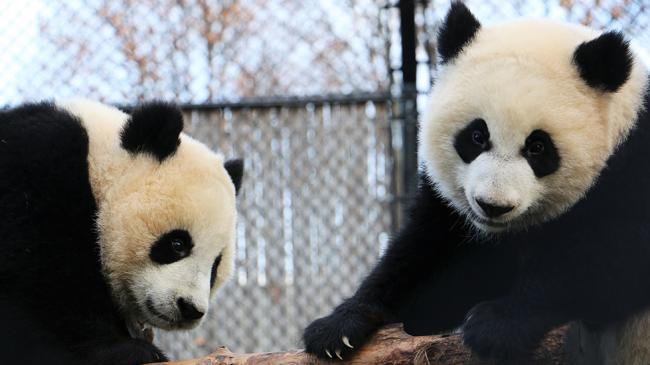 租借到外国的熊猫真的过得好吗,熊猫中国租借熊猫