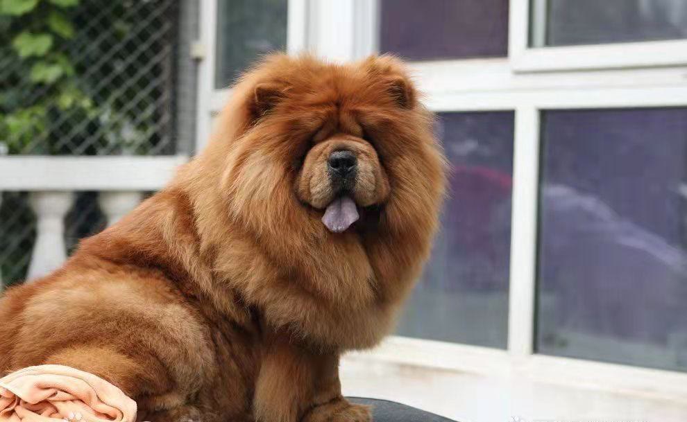 松狮犬蠢萌视频,松狮犬的优点和缺点掉毛吗