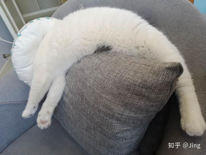 猫癣护理,幼猫猫癣最快治愈方法