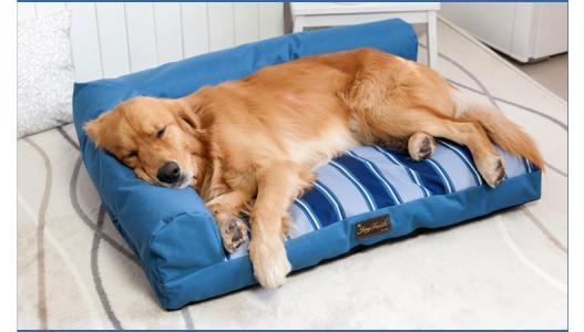 母狗发情期,这6点要做好,铲屎官须牢记