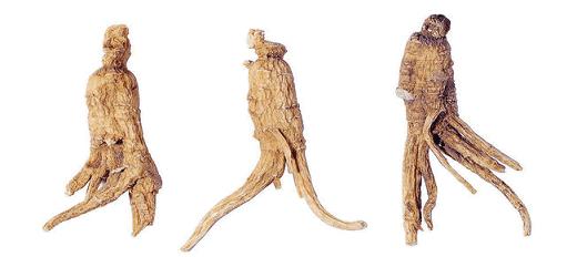 西洋参跟人参的差别图科普,西洋参和人参区别科普