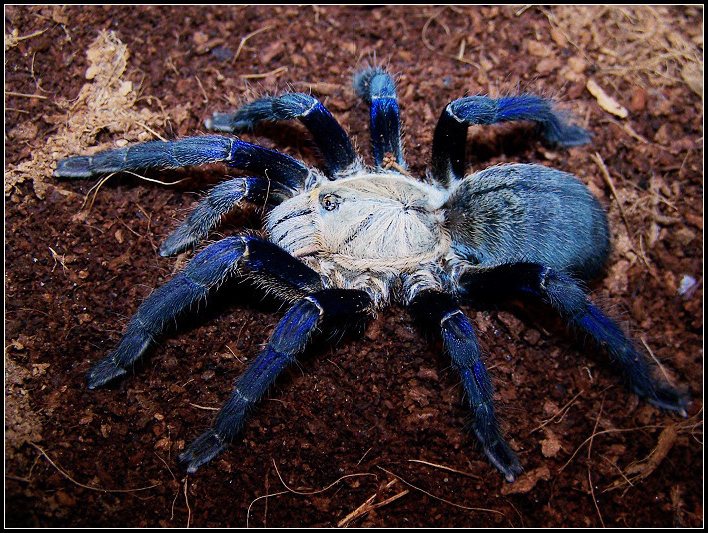 在野外奇形怪状的蜘蛛,各种宠物蜘蛛图片