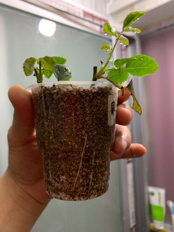 抓一把沙子,抓一把沙子让它飞起来