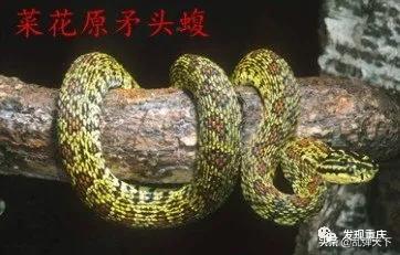 铁山坪玉峰山玩乐,铁山坪避暑游玩