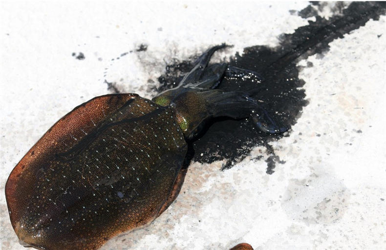 海钓十大必备技巧,海钓新技巧