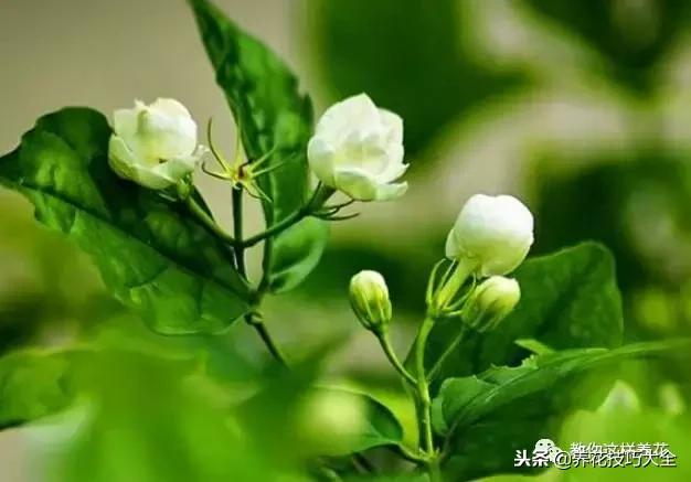 香味最好闻的十种花,一年四季都能闻到香味的四种花