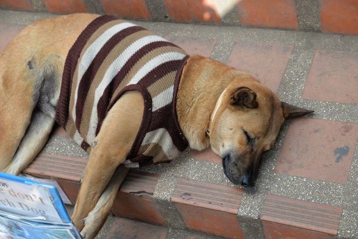 什么样的狗狗来报恩的,狗狗这些行为原来是在向你报恩