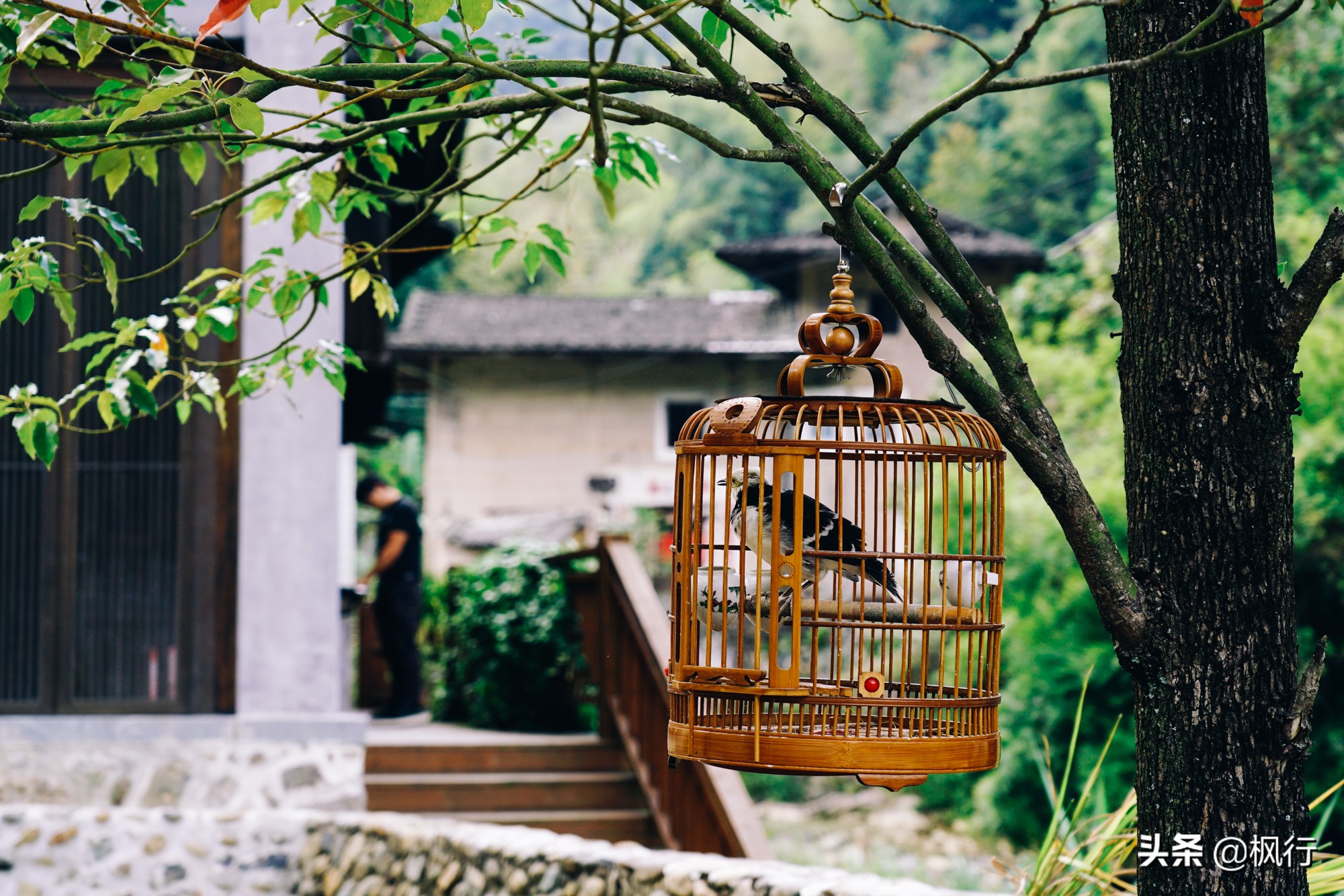 最详细实用福建土楼攻略,南靖土楼3天2晚住宿团购