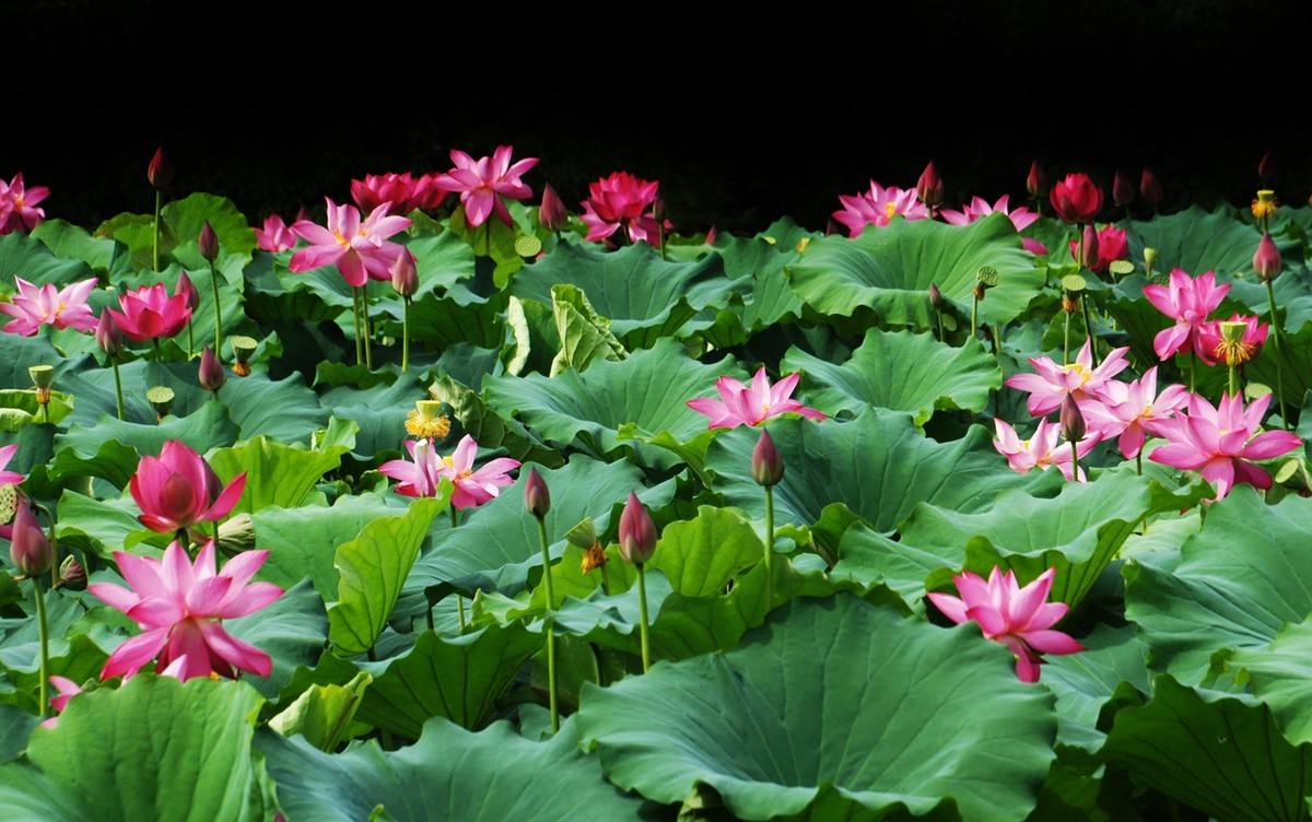 映日荷花别样红夏天赏荷正当时,夏至赏荷映日荷花别样红