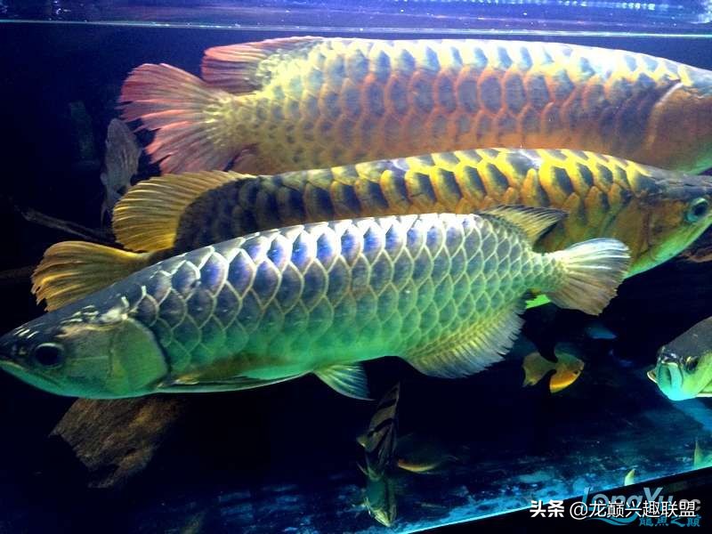 手把手教你做龙鱼最强营养秘方食谱--鲜虾牛肉狮子头，别馋哈