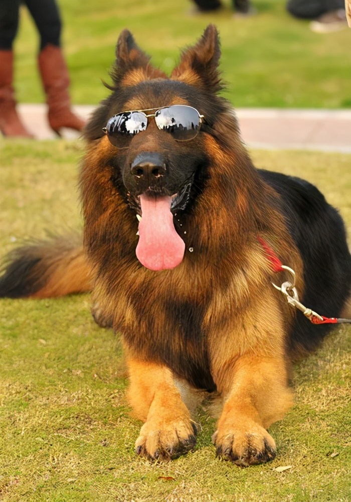 德国牧羊犬养公的还是母的好,德国牧羊犬好养吗德牧优缺点分析