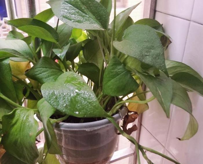 盆栽绿萝怎么养护才能长得快,绿萝为什么是懒人盆栽