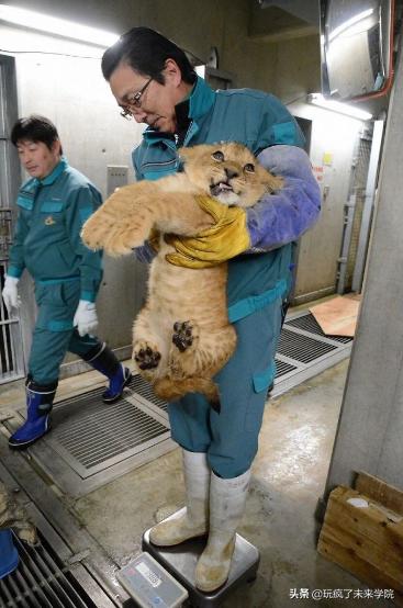 熊猫称完体重后自闭,当熊猫称完体重自闭