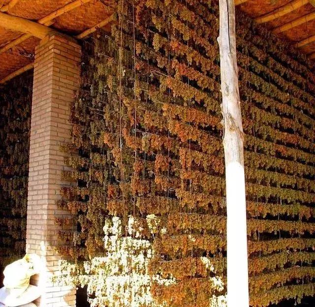 新疆最爱吃的菜有哪些,新疆干果最好吃的是什么果