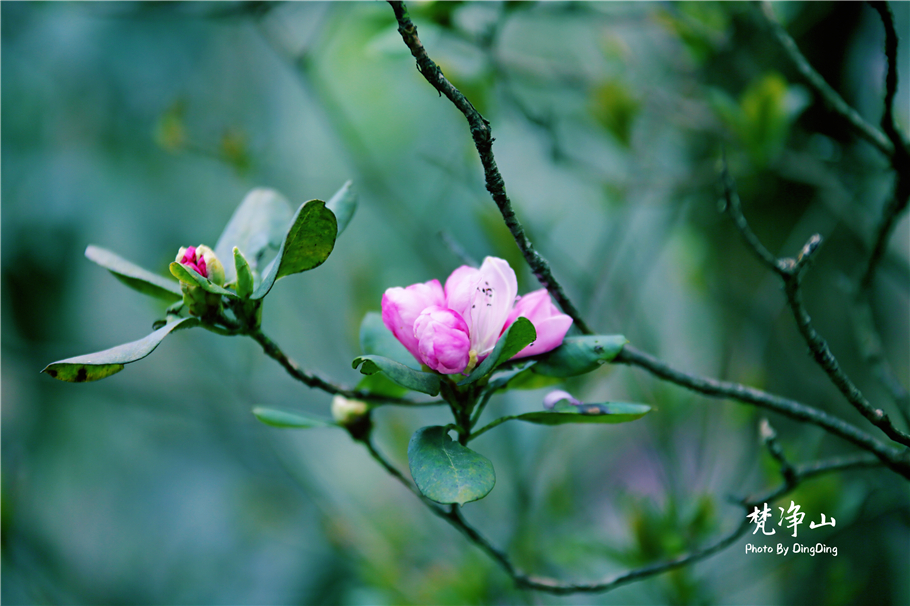 神奇的梵净山真正的天空之镜,梵净山金顶旅行真实感受