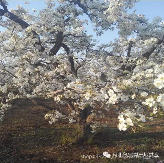 鸭梨与皇冠梨雪花梨哪个好,鸭梨雪花梨皇冠梨的区别