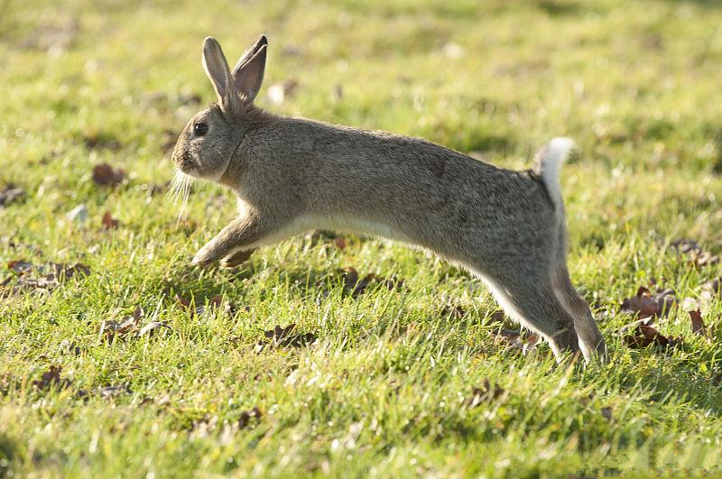 养兔技术家兔的饲养方式,养兔技术兔夏季的饲养要点