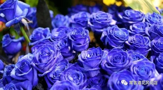 鑺卞崏钃濊壊濡栧К鎬曞ぉ鐑悧,钃濊壊濡栧К灞炰笉灞炰簬闇插ぉ鑺卞崏