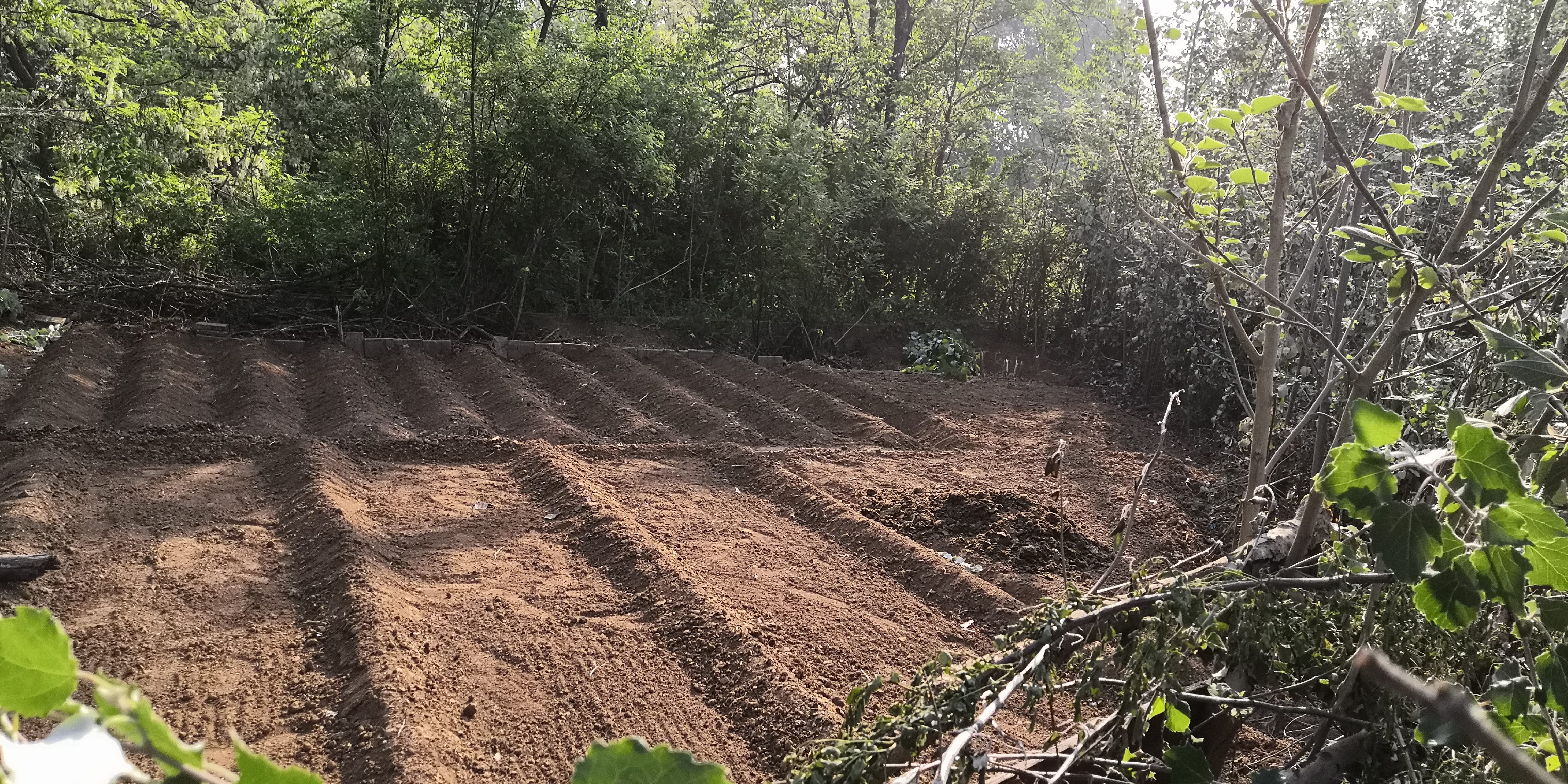 紫槐花最佳吃法,槐花丸子的吃法