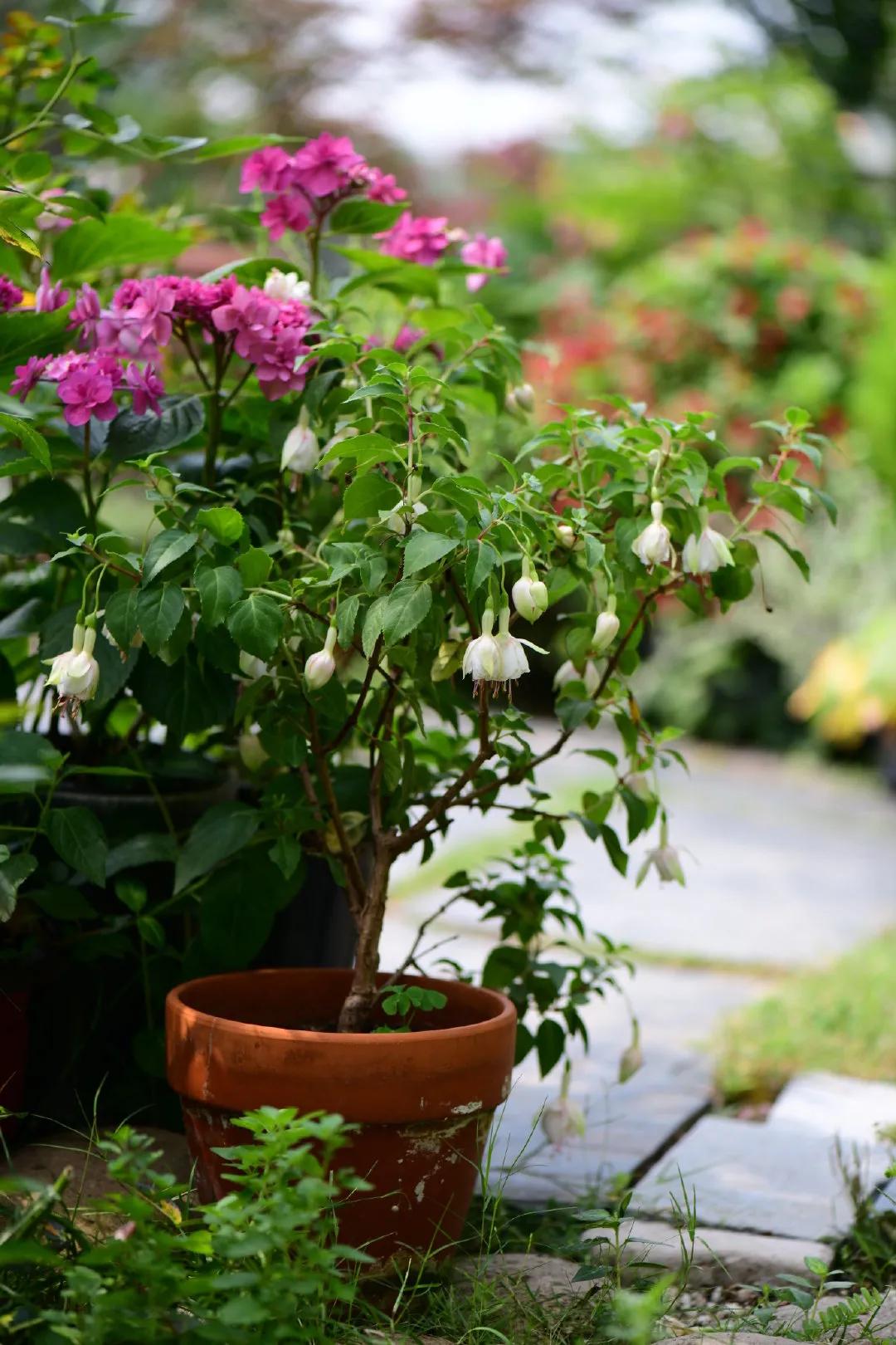 阳台照不到太阳可以种迷迭香,阳台晒不到太阳可以种黄瓜吗
