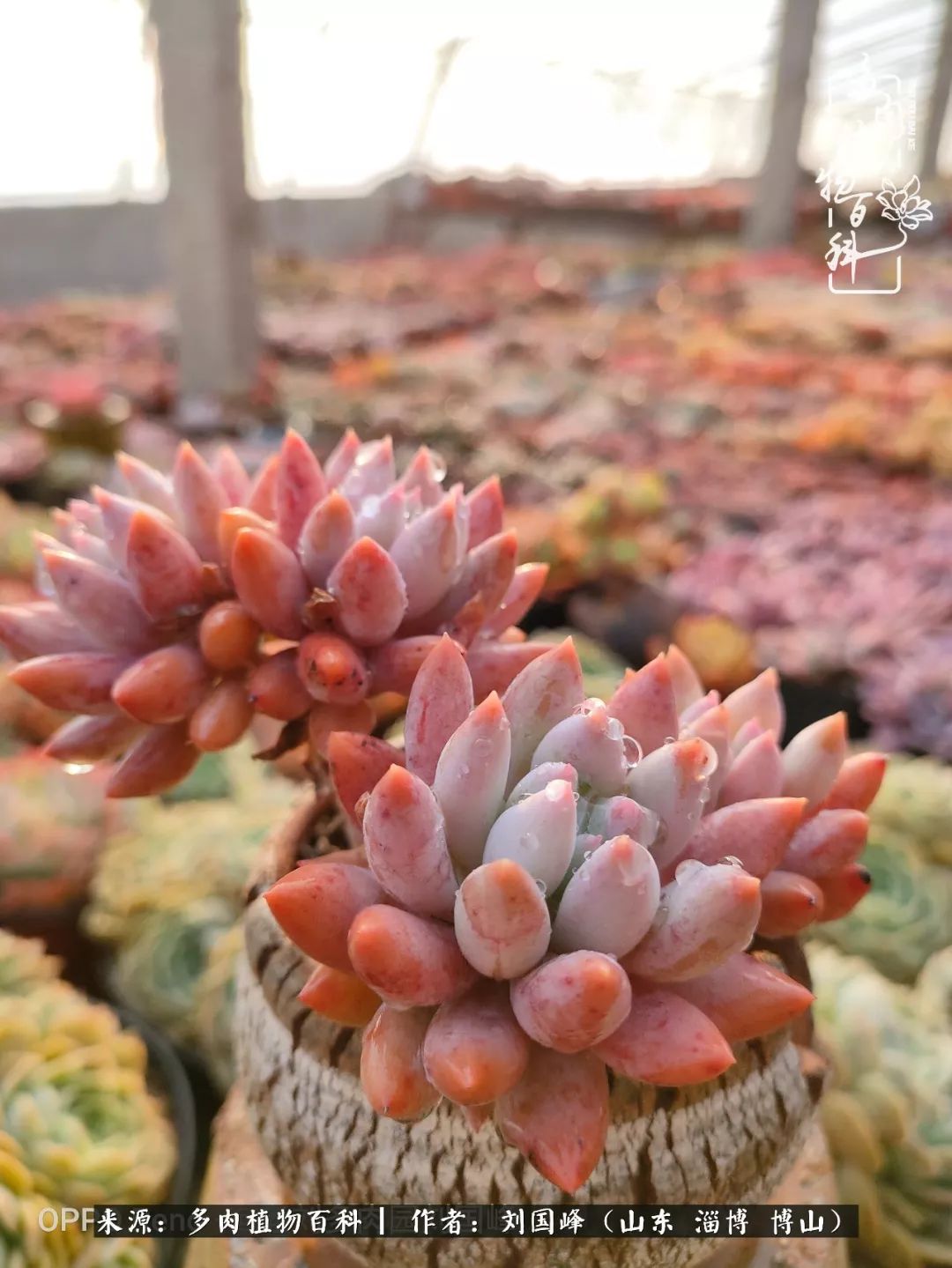 冬季室温20度以上多肉怎么养,贵的不一定就是好的便宜的