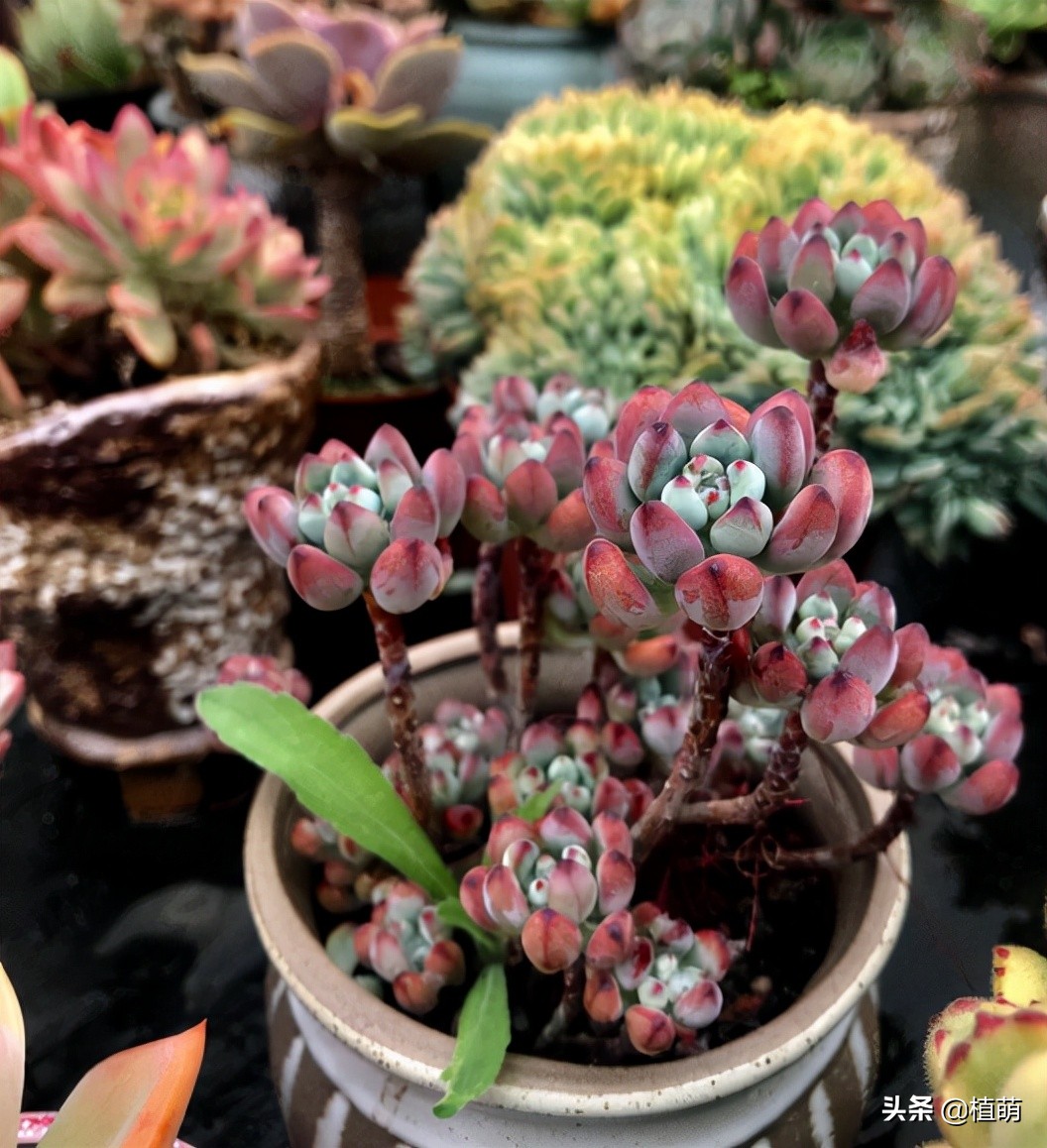 漫画汤姆徒长了怎么办,漫画汤姆出状态