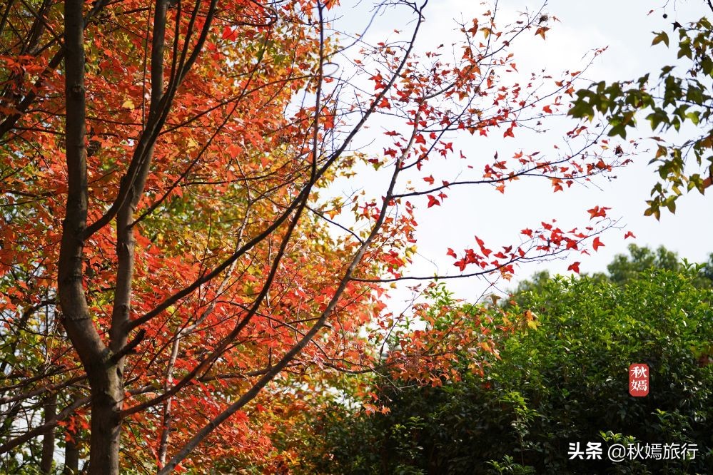 常熟网红枫林秋意盎然，游客络绎不绝，百年老店五道菜肴165元