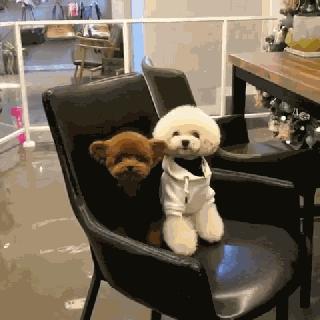 小泰迪能做立耳吗,立耳小泰迪视频